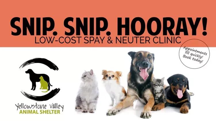 Low Cost Spay Neuter Clinic   68324055 2320248658030407 5431837837806796800 N