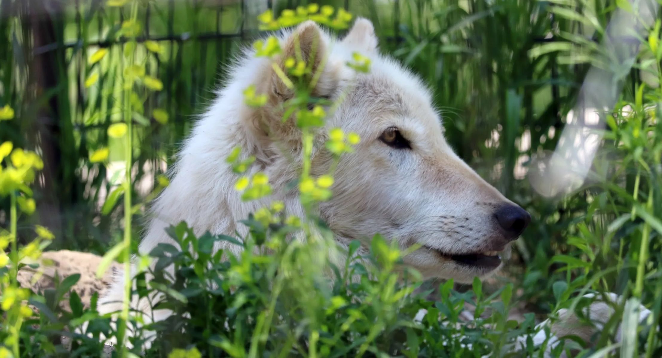 Zoo MT Billings MT: Why This Rescue-First Park Isn't Your Average Zoo