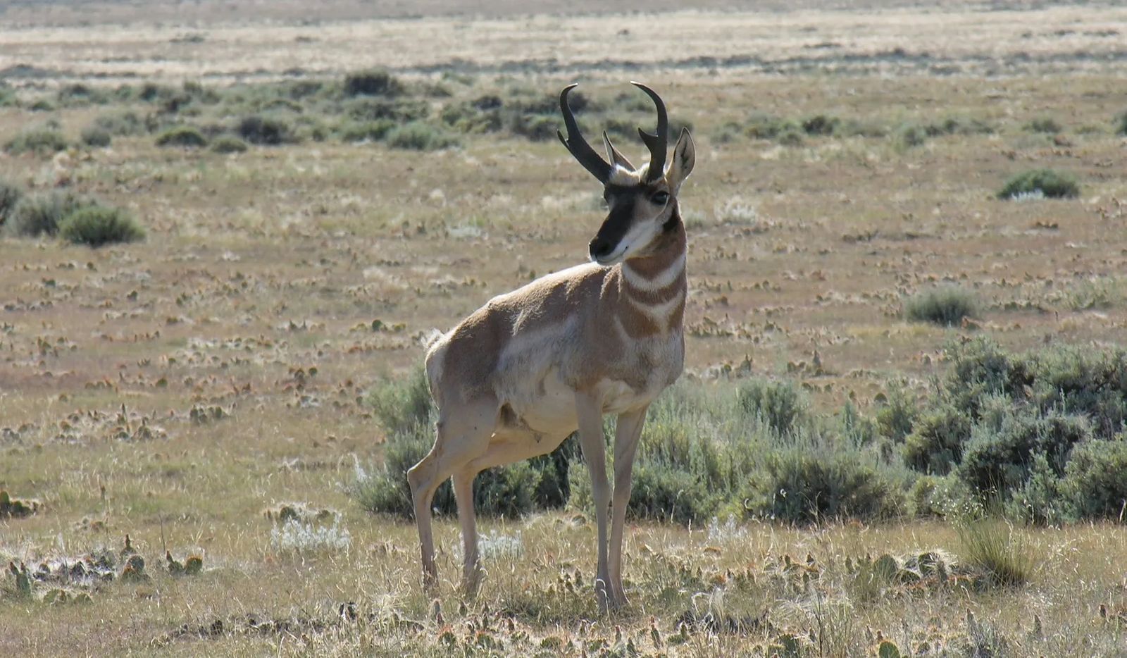 Montana Antelope Hunting Season Begins Soon
